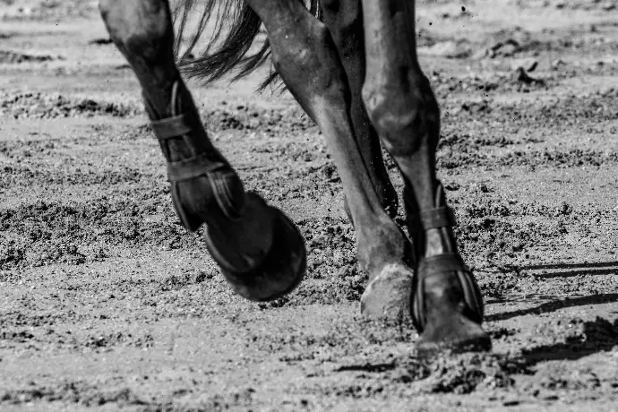 grayscale photo of horse on field